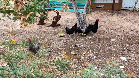 Free range chickens and black hens feeding in a rustic backyard farm Stock Footage 330140011