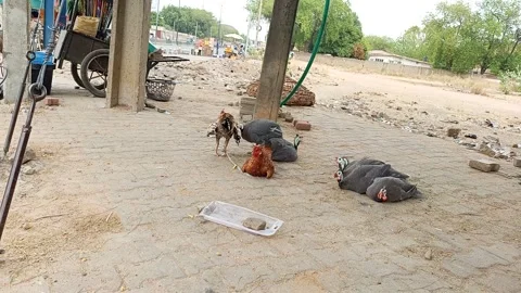Free Range Chickens And Guinea Fowl Roadside Sale Kano Nigeria Stock Footage 331564243