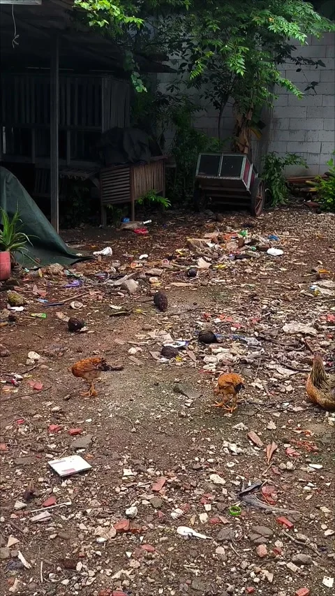 Free-Range Chickens and A Rat Foraging in a Rural Yard Stock Footage 312104768