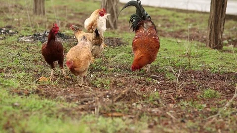 Free Range Chickens and Rooster feeding  in Nature 스톡 동영상 73342160