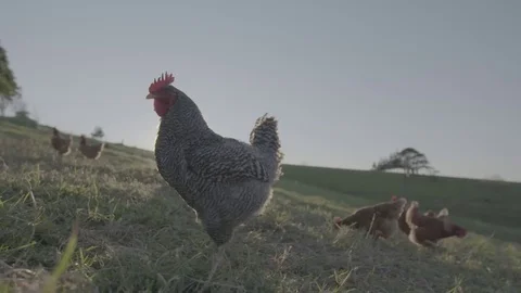Free range chickens and rooster Stock Footage 73844105