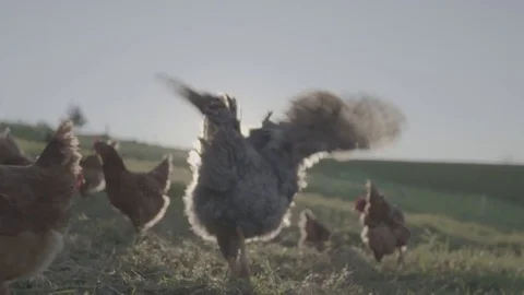 Free range chickens and rooster Stock-Footage 73844798