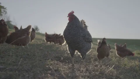 Free range chickens and rooster Stock Footage 73844960