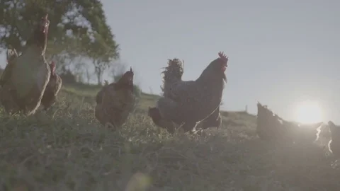 Free range chickens and rooster Stock Footage 73845254