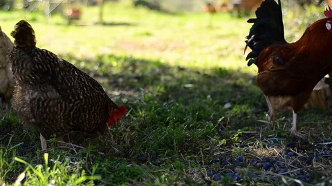 Free range chickens and rooster foraging in a pretty farmyard Stock Footage 102559314
