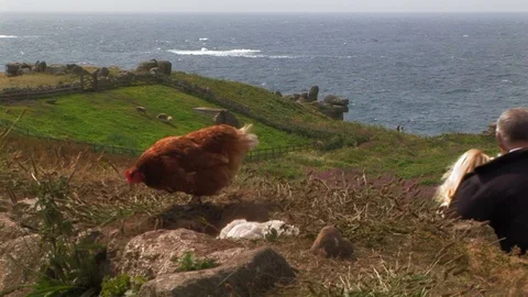 Free range chickens and sheep on cliff top in Cornwall, England Stock Footage 101491354