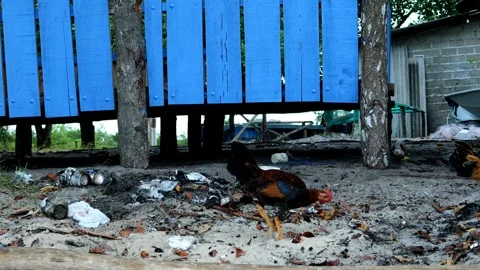 Free-range chickens are looking for food Video stock 280677072