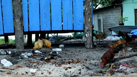 Free-range chickens are looking for food Stock Footage 280677310