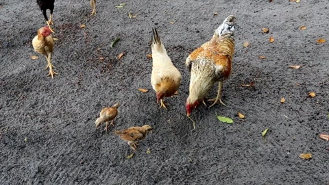 Free-range chickens are looking for food Stock Footage 280677808