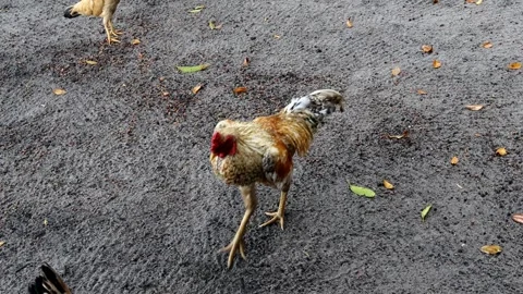 Free-range chickens are looking for food Stock Footage 280677815