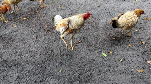 Free-range chickens are looking for food Stock Footage 280677874