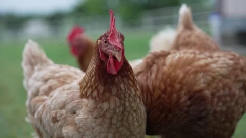 Free Range Chickens in Backyard Stock Footage 276251479