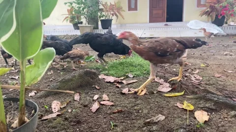 Free Range Chickens in Backyard Stock Footage 291433431