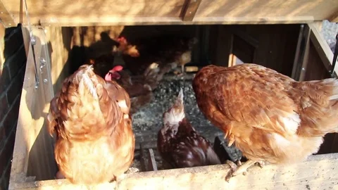 Free range chickens basking in the sun on the chicken pen Stock Footage 72239478