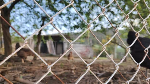 Free-range chickens behind a wire fence on a farm Stock Footage 342348157