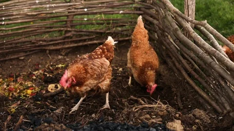 Free range  chickens breeding in countryside. Stock Footage 128904997