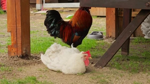Free-range chickens in cages at an eco-friendly farm. Clean, spacious areas.. Video stock 277571944