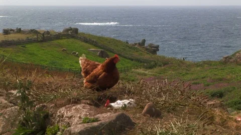 Free range chickens on cliff top in Cornwall, England Stock Footage 101490710