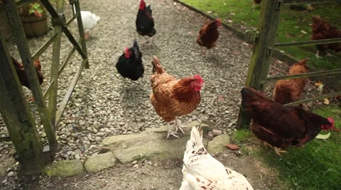 Free range chickens Close up Stock Footage 45073386