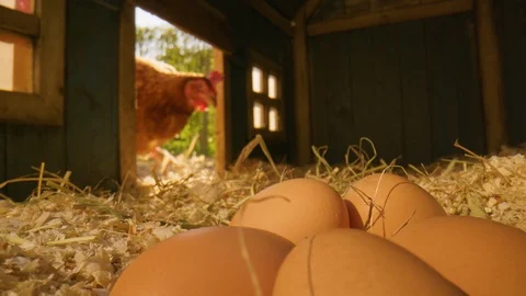 Free Range Chickens In Coop With Eggs Видео 129389843