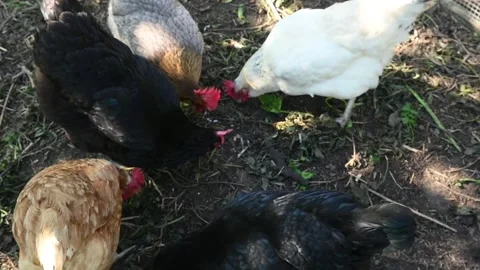 Free Range Chickens of Different Breeds Feeding in Outdoor Farmyard Видео 334376618