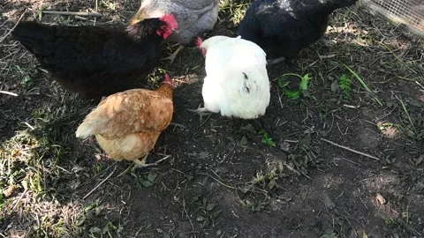 Free Range Chickens of Different Breeds Feeding and Scratching Видео 334376651