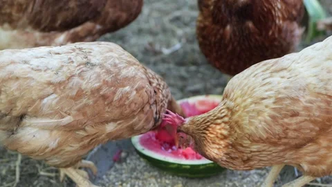 Free range chickens eating fresh watermelon Stock Footage 337982295