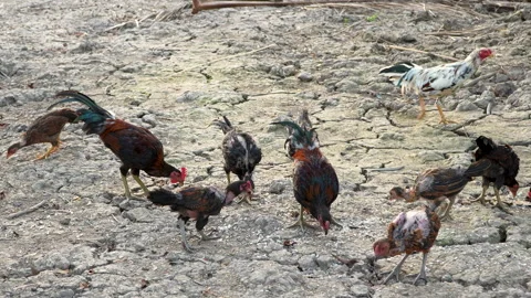 Free Range Chickens Eating Leftover Rice Rural Vietnam 動画素材 330286950