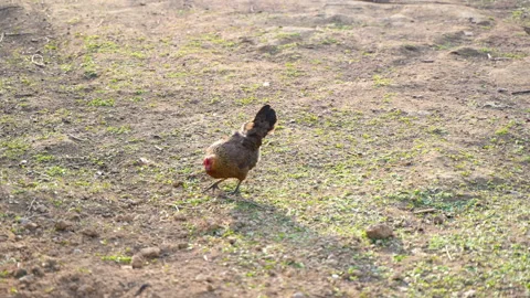 Free-range Chickens Ecological Breeding Chickens Rural Scenery Stock Footage 239857928