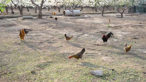 Free-range Chickens Ecological Breeding Chickens Rural Scenery Video stock 239857987