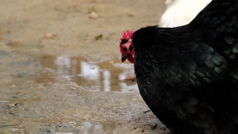 Free-range chickens on the farm drink water. Chickens drink water from a puddle Video stock 196051453