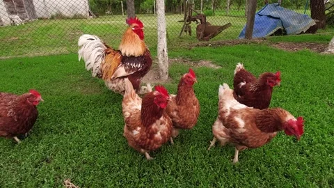 Free range chickens on a farm Stock Footage 172546566
