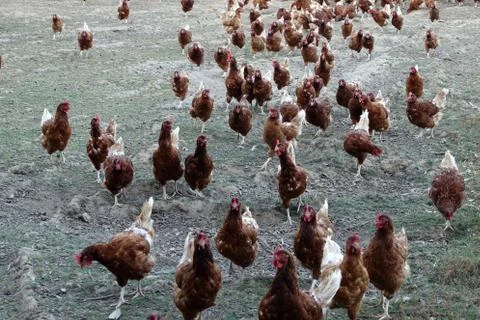 Free range chickens on a farm Stock Photos