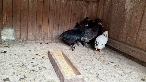 Free Range Chickens Feeding Together Inside a Rustic Wooden Coop Stock Footage 338160773