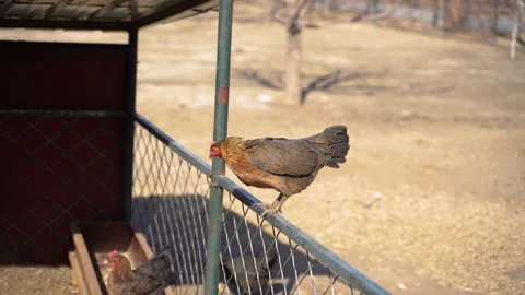 Free-range chickens fly down the railings for ecological farming Video stock 235464566