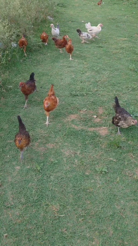 Free Range Chickens Following Camera - 4k Vertical Footage Stock Footage 340357477