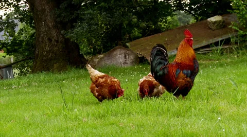 Free Range Chickens Stock Footage 24129818