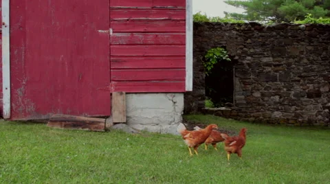 Free range chickens Stock Footage 40623967