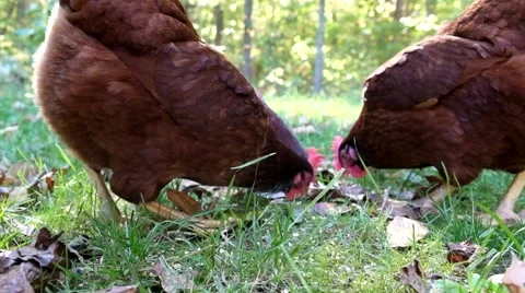 Free Range Chickens Stock Footage 42873696