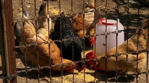 Free range chickens Stock Footage 53235075