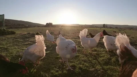 Free Range Chickens Stock Footage 169812408