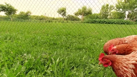 Free range chickens Stock Footage 172546733
