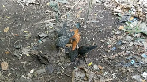 Free-range chickens Stock Footage 249237461