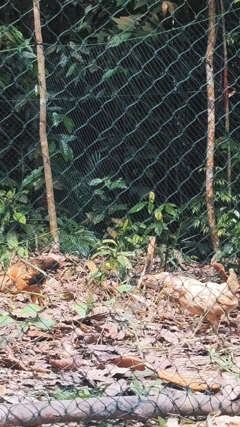 Free range chickens Stock Footage 277378867