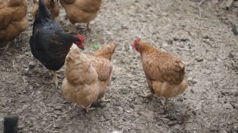 Free range chickens forage on farm soil with brown and black hens in a natura Stock Footage 342237817