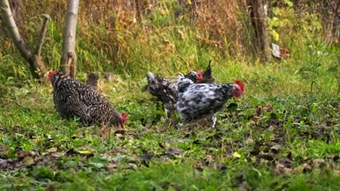 Foraging Chickens Stock Videos – Royalty-Free HD & 4K Videos | Page 2