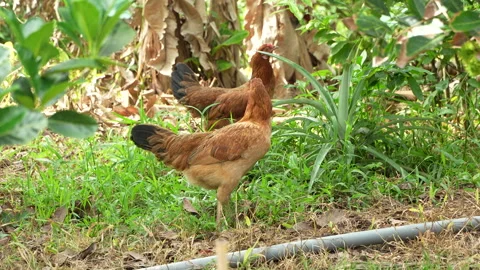 Free-Range Chickens Foraging In Lush Tropical Fruit Garden Stock Footage 337232004
