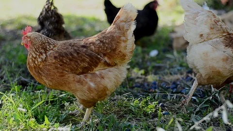 Free range chickens foraging in a pretty farmyard Stock Footage 102555501