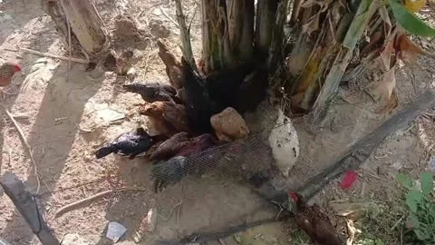 Free Range Chickens Foraging Under Banana Trees Stock Footage 337832300