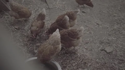 Free Range Chickens Gathering in a Rural Farmyard Under Natural Light 2 2 Stock Footage 336323295